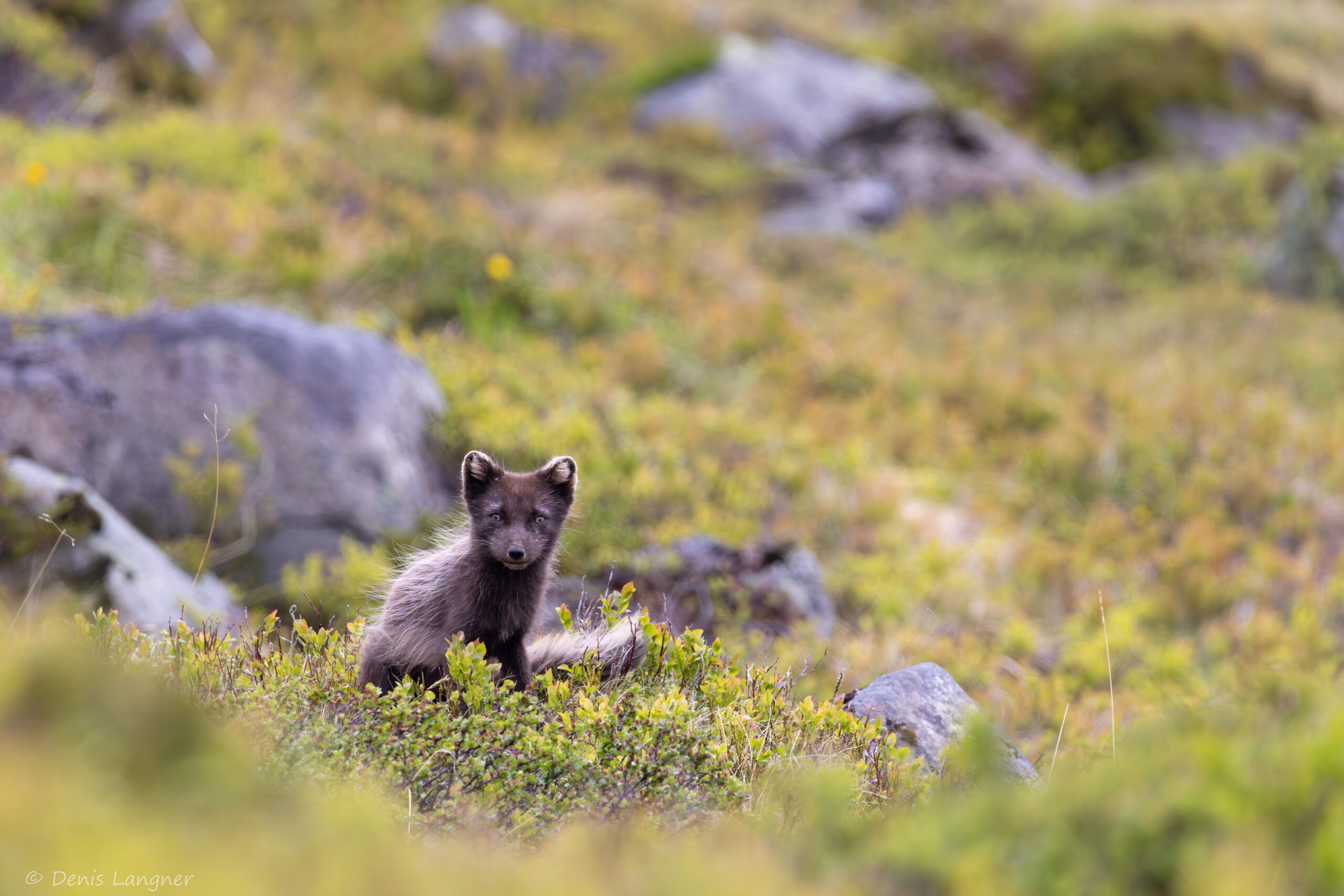 Polarfuchs, ArcticFox
