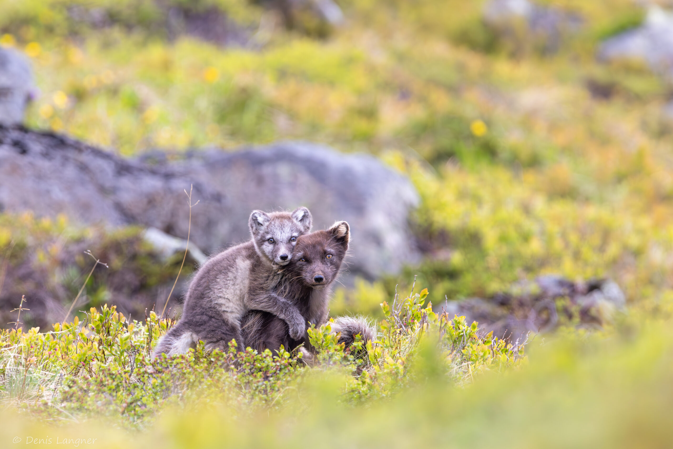 Polarfuchs